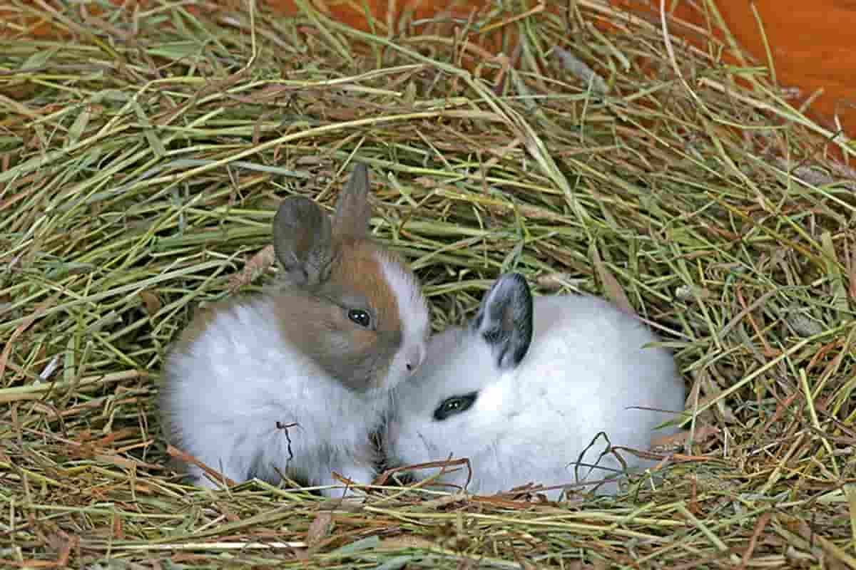 Straw or hay? What to feed rabbits and guinea pigs?