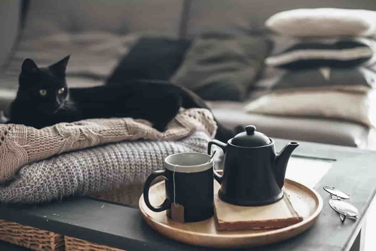 The best food for indoor cats
