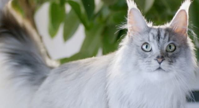 Hearts Melt at What Cat Does When Dad Leaves the House Each Day: ‘Precious’