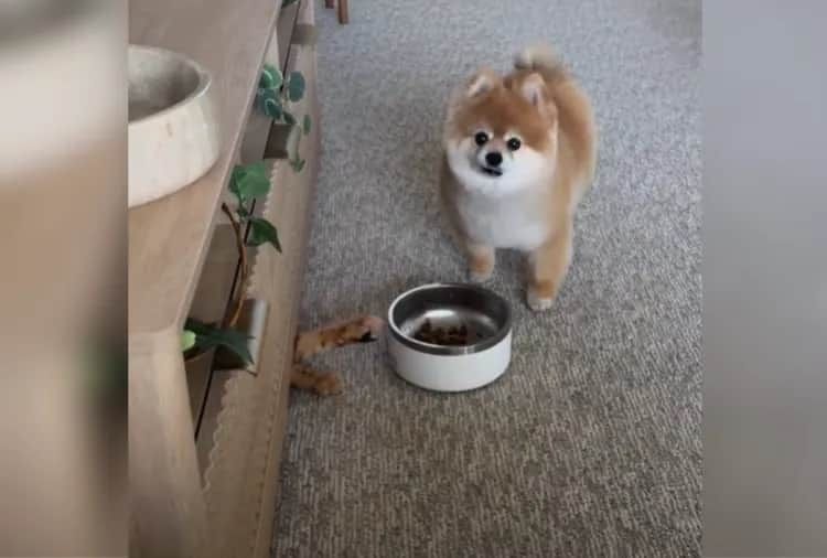Owner Feeds Pomeranian Dinner, Then She Spots Something Under Cabinet