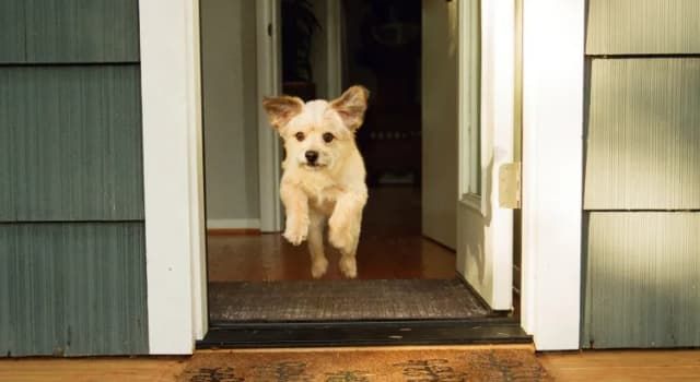 States With Highest Risk of Losing Your Dog on Memorial Day Weekend