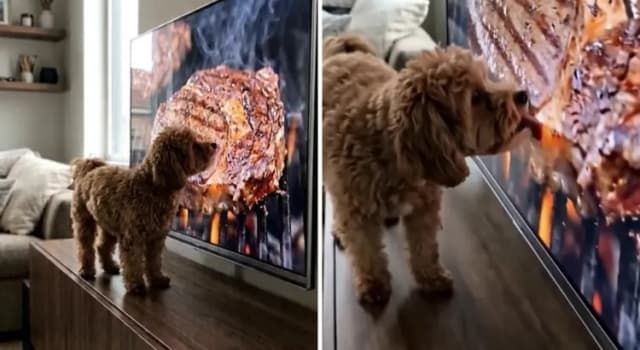 Maltipoo Sees Steak on TV, Owner Not Prepared for What They See Next