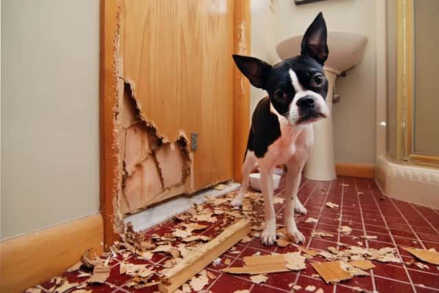 Vet Reveals What Dog Breeds Are Harder To Live With and Why