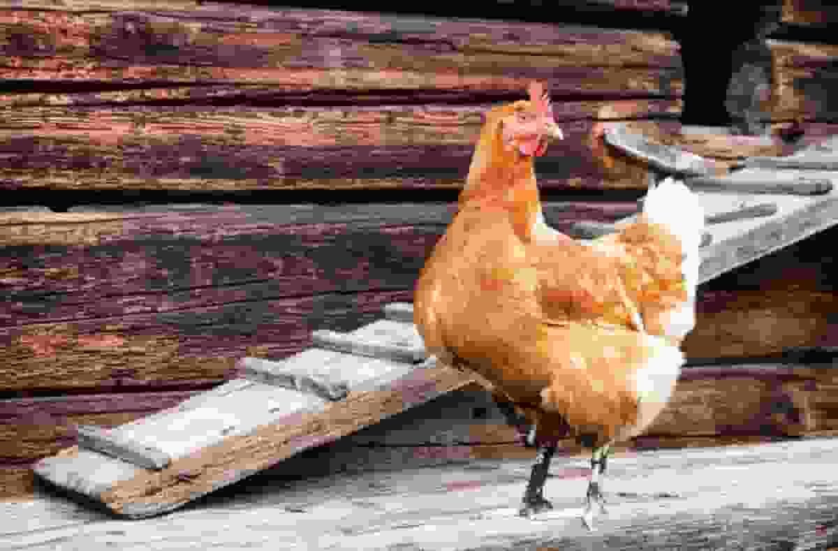 Care guide: How to look after chickens