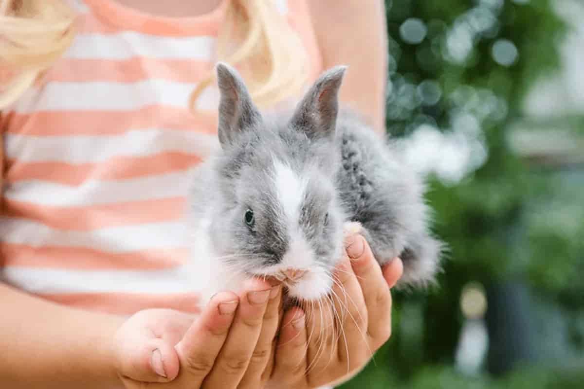 What do I need for my new small animal?