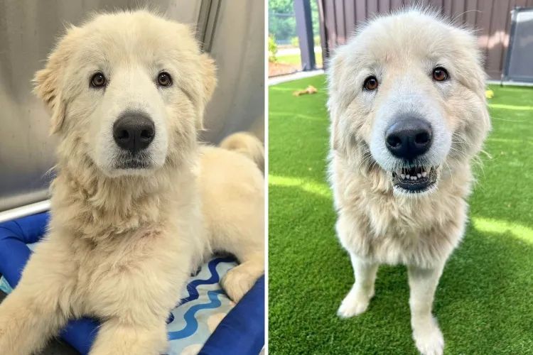 A 71-Pound Dog Lost Her Owner and Home—Now Just Wants to Be a Lap Dog