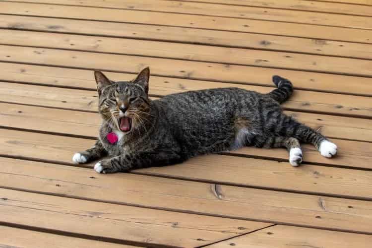Tears as Entire Apartment Building Rallies To Save Missing Cat