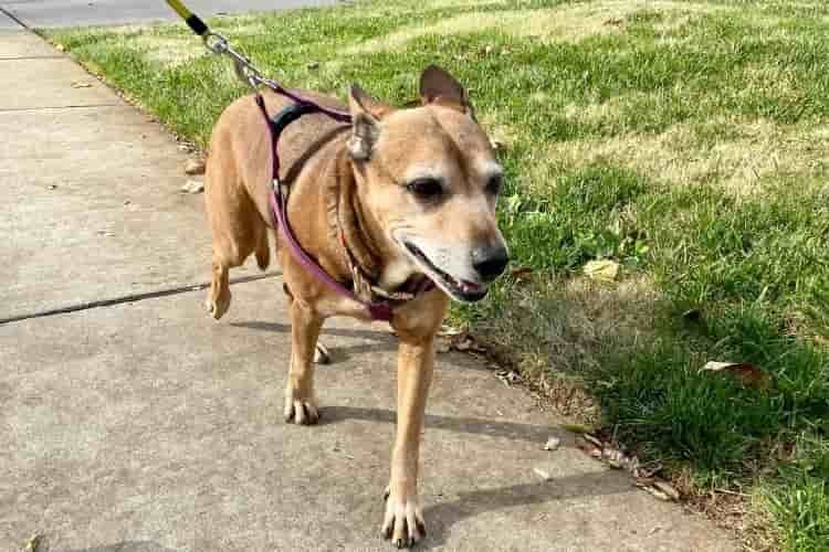 How To Spot the Early Signs of Dementia in Your Dog