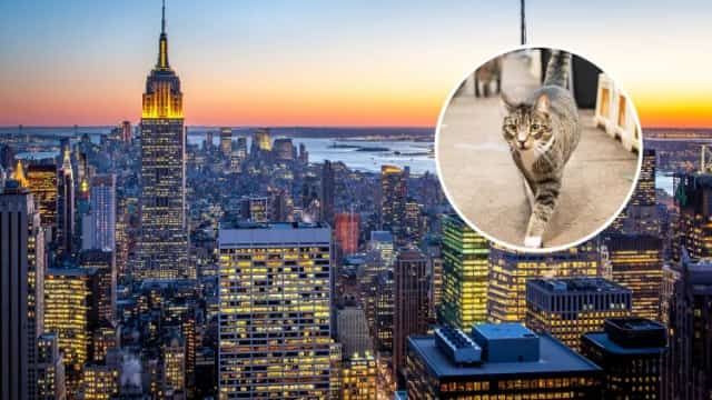 NYC Stray Cats Found Carrying Parasites Linked to Serious Human Illness