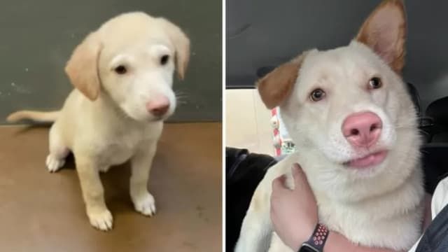 Owners Decide To Adopt Rescue Puppy They Think Is a Labrador—Then She Grows