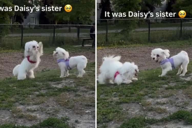 Maltipoo Befriends Look-alike Dog at Park—Then Owners Uncover Hidden Link