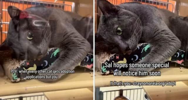 Hearts Break As Cat Adopted As Kitten Back in Shelter ‘Still Full of Love’