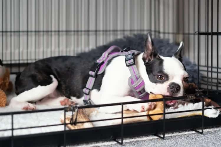 Dog Trainer Shares the 4 Signs Your Dog Is Ready to Leave the Crate