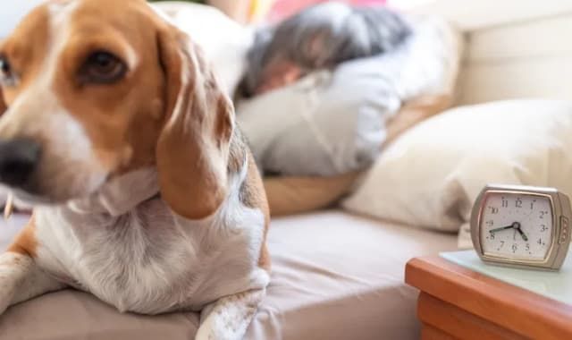 Permanent Daylight Saving Could Put Some Pets at Risk, Vet Warns