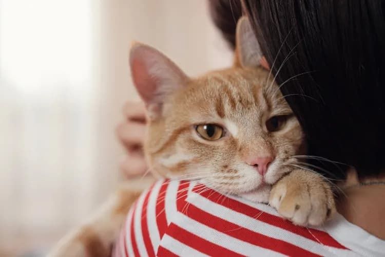 Cats May Not Be the Stress Relievers Owners Believe
