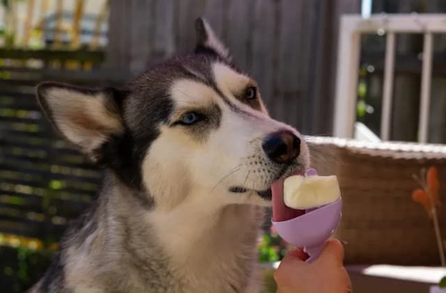 How to Keep Your Dog Cool During a Heatwave Without AC