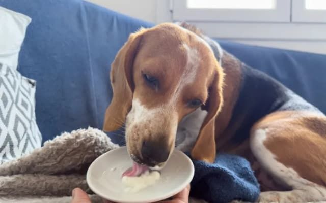 How Many Treats Should Your Dog Really Have? Vet Warns Most Get It Wrong