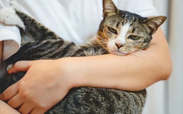 Why Hugging Your Cat May Be Doing More Harm Than Good