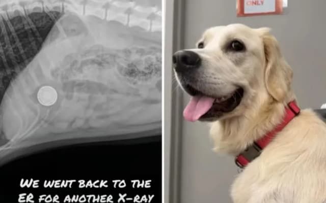 Your Dog’s Favorite Toy Could Pose a Hidden Health Risk, Expert Warns